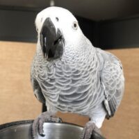 African Grey Baby