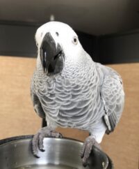 African Grey Baby