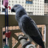 african grey parrot for sale
