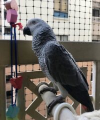 african grey parrot for sale