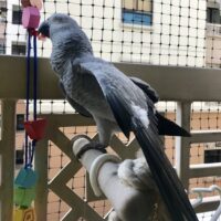 african grey parrot for sale