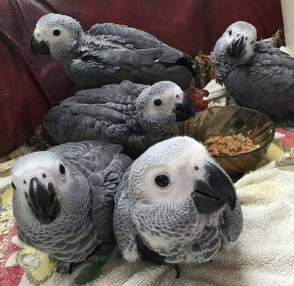 African grey parrots for sale in Texas