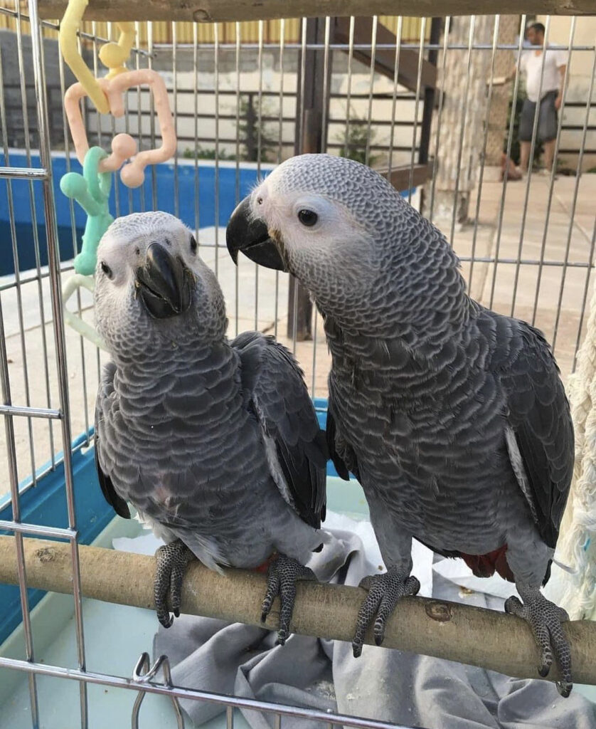 African grey parrots for sale in Florida