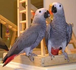 african grey parrots for sale in New York