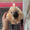 Baby Moluccan Cockatoo For Sale 