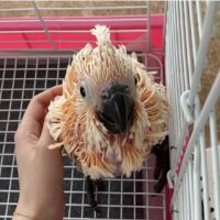 Baby Moluccan Cockatoo For Sale 