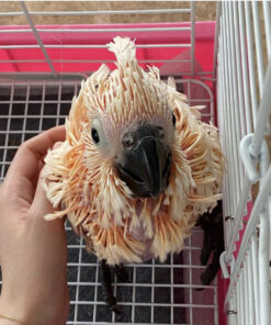 Baby Moluccan Cockatoo For Sale 