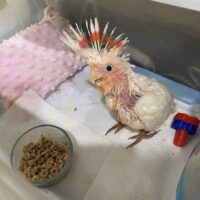 Baby Major Mitchell Cockatoo for Sale 