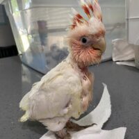 Baby Major Mitchell Cockatoo for Sale 