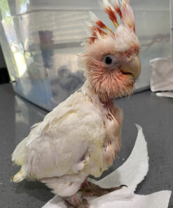 Baby Major Mitchell Cockatoo for Sale 