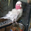 Baby Galah Cockatoo For Sale