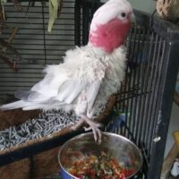 Baby Galah Cockatoo For Sale