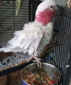 Baby Galah Cockatoo For Sale