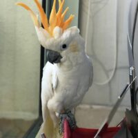 Citron Cockatoo For Sale