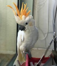 Citron Cockatoo For Sale