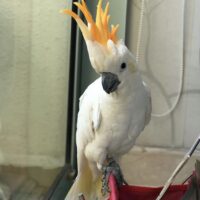 Citron Cockatoo For Sale