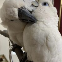 Umbrella Cockatoo Breeder Pairs