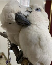 Umbrella Cockatoo Breeder Pairs