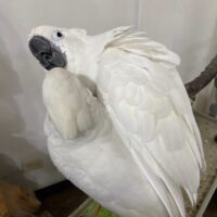 Umbrella Cockatoo Breeder Pairs