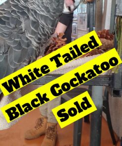 White-Tailed Black Cockatoo