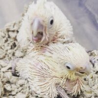 Baby Goffin Cockatoo