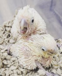 Baby Goffin Cockatoo