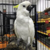 Sulphur-crested cockatoo NY