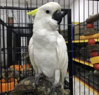 Sulphur-crested cockatoo NY