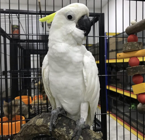 Sulphur-crested cockatoo NY