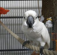 Buy Umbrella cockatoo