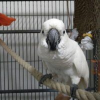 Buy Umbrella cockatoo