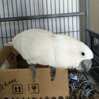 Buy Umbrella cockatoo