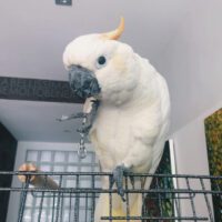 Buy Citron Cockatoo