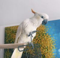 Buy Citron Cockatoo