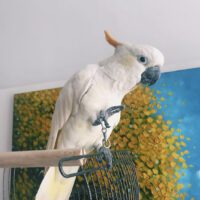 Buy Citron Cockatoo