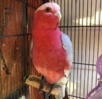 Buy Rose-Breasted Galah Cockatoo