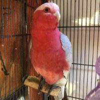 Buy Rose-Breasted Galah Cockatoo