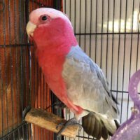 Buy Rose-Breasted Galah Cockatoo