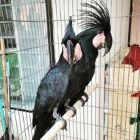 Buy Black Palm Cockatoo