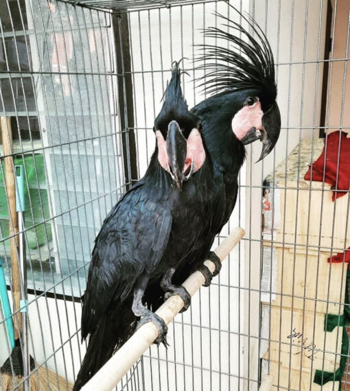 Buy Black Palm Cockatoo