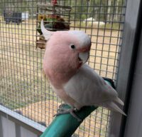 Major Mitchell Cockatoo