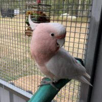 Major Mitchell Cockatoo