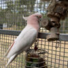 Major Mitchell Cockatoo for sale