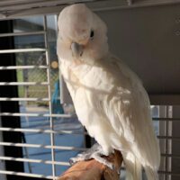 Buy Goffin Cockatoo