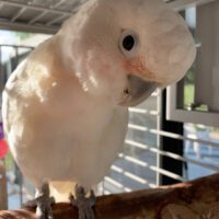 Buy Goffin Cockatoo