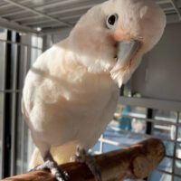 Buy Goffin Cockatoo