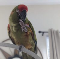 Red Fronted Macaws for sale