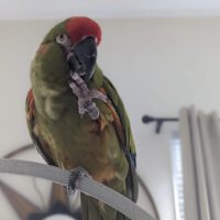 Red Fronted Macaws for sale