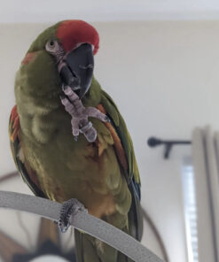 Red Fronted Macaws for sale