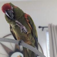 Red Fronted Macaws for sale